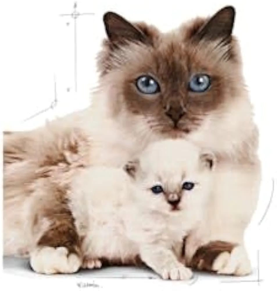 Royal CANIN MOTHER & BABYCAT chatons du 1er âge 1 à 4mois 400g