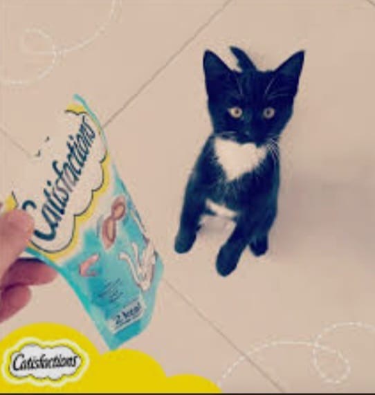 Catisfactions AU saumon 60g