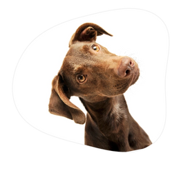 Chien