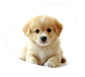 Puppy