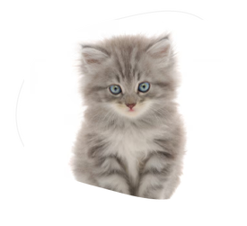 Kitten