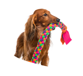 Accessoires Chien