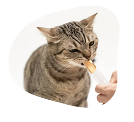 Friandises pour chat