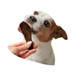 Friandises pour chien