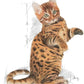 Royal CANIN KITTEN STERILISED 6-12mois 2kg