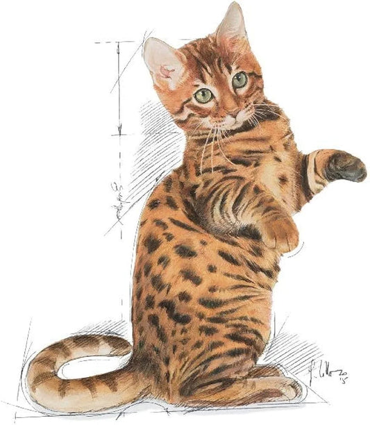 Royal CANIN KITTEN STERILISED 6-12mois 2kg