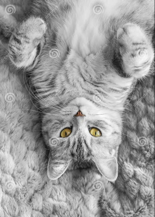 Whiskas in gelatine saumon & thon Adult 4*85g