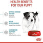 Royal CANIN MINI PUPPY 2kg