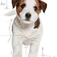 Royal CANIN MINI PUPPY 2kg