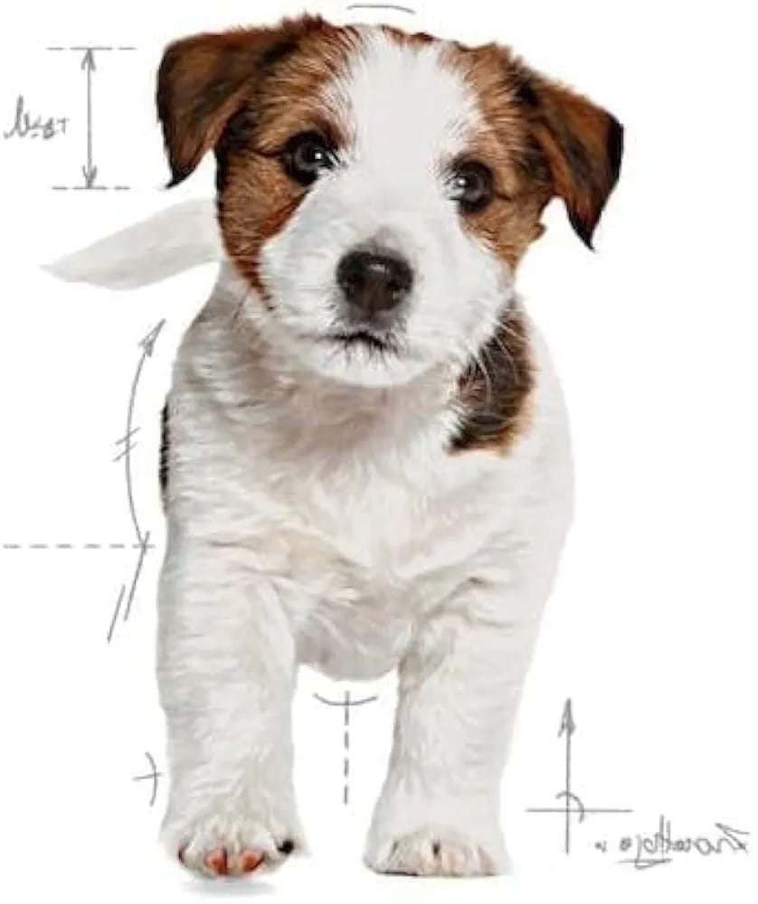Royal CANIN MINI PUPPY 2kg
