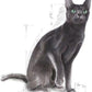Royal CANIN Stèrilisè Adult 10kg