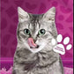 Whiskas in gelatine poulet Adult 4*85g